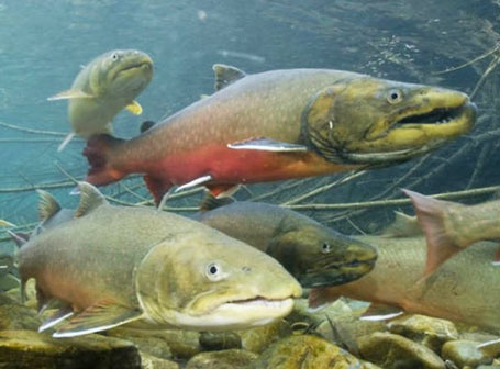 bull trout graphic